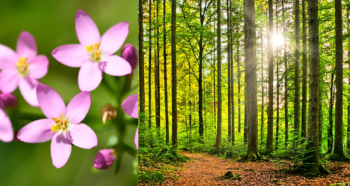 Quale fiore sei? Quale albero vive in te?