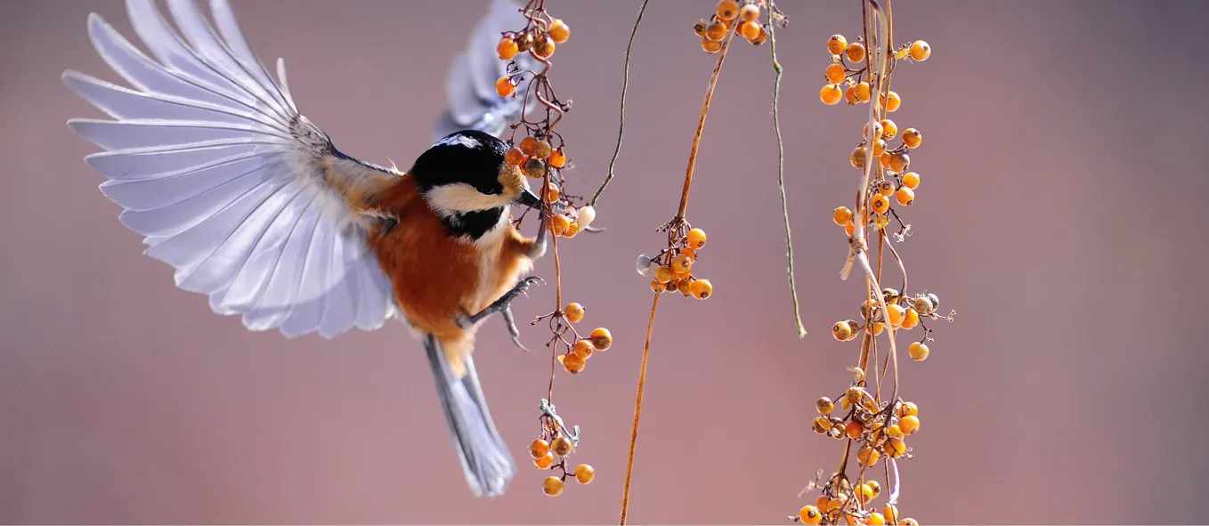 Mindfulness: sedute individuali a tariffa ridotta
