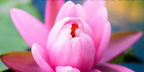 Mindfulness, corso a Rimini