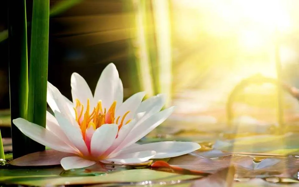 MEDITAZIONE del lunedì sera: CLASSE ON LINE